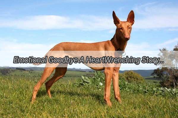 Emotional Goodbye A HeartWrenching Story of Love and Tears Between a Dog and Its Owner